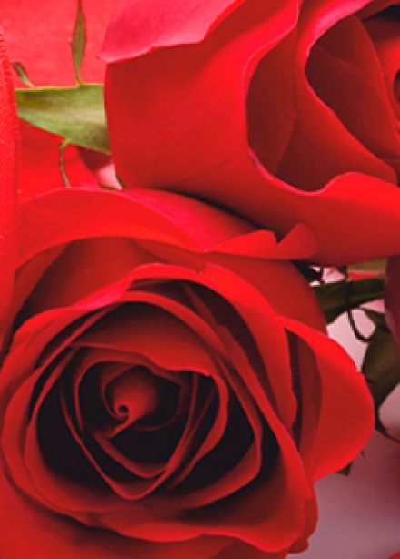 Милые, любимые, родные